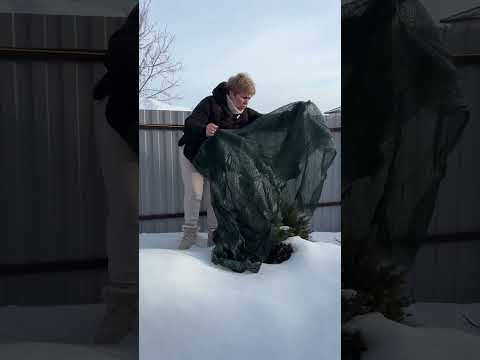 СДЕЛАЙТЕ ЭТО СЕЙСАС С ТУЯМИ И ЕЛКАМИ!