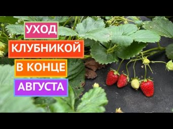 КЛУБНИКА ПОСЛЕ ПЛОДОНОШЕНИЯ!