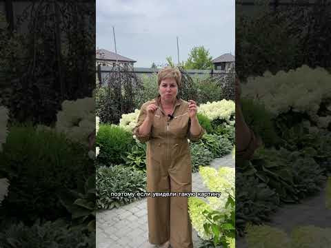 ПОЧЕМУ ЖЕЛТЕЮТ ЛИСТЬЯ ГОРТЕНЗИЙ!