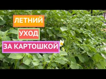 Выращиваем картошку