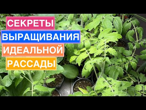 Друзья, а вот и запись эфира с создателем удобрений ОрганикМикс