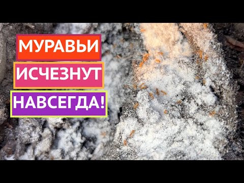 САМЫЕ ЭФФЕКТИВНЫЕ ПРЕПАРАТЫ ОТ МУРАВЬЕВ!