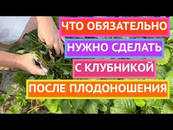КЛУБНИКА В КОНЦЕ ЛЕТА! НЕ ДЕЛАЕМ ОШИБОК!