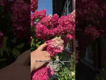 Одна из самых красивых гортензий! Согласны?