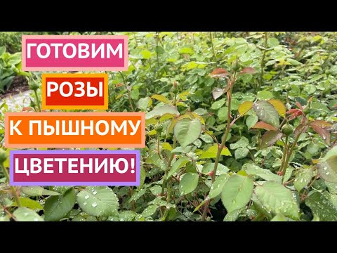 Что нужно дать розам для обильного и продолжительного цветения! Что нужно дать розам для обильного и продолжительного цветения!