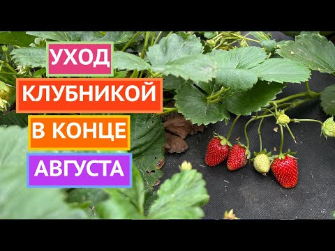 КЛУБНИКА ПОСЛЕ ПЛОДОНОШЕНИЯ!