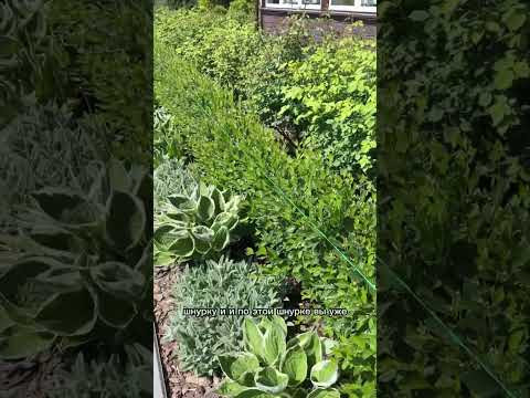 Лучший способ подстричь живую изгородь быстро и ровно!