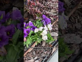За что я люблю эустому!