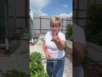 Как спасти клубнику от гнили!