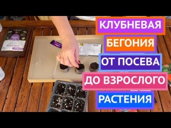 ВСЕ О ВЫРАЩИВАНИИ КЛУБНЕВОЙ БЕГОНИИ!