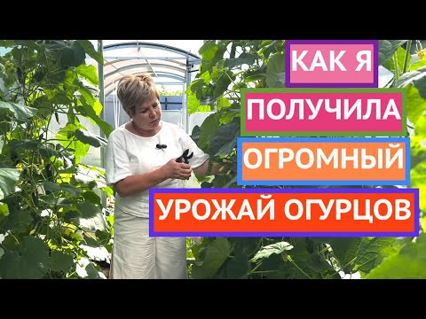 ОГУРЦЫ ПРИНОСЯТ МАЛЕНЬКИЙ УРОЖАЙ? РЕШЕНИЕ ТУТ!