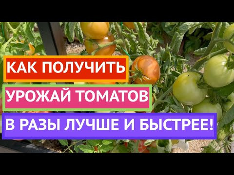 ПОМИДОРЫ В ИЮЛЕ! ВАЖНЫЕ ПОДКОРМКИ И ОБРАБОТКИ!