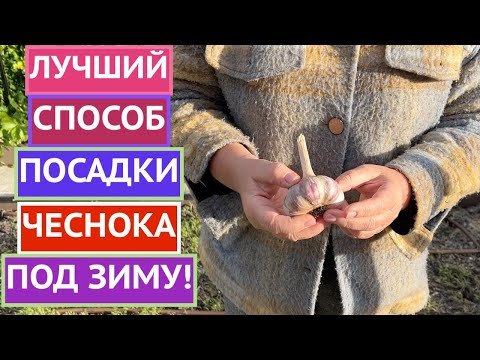 ПОСАДИТЕ ЧЕСНОК ЭТИМ СПОСОБОМ ПОД ЗИМУ И БУДЕТЕ В ВОСТОРГЕ ОТ РЕЗУЛЬТАТА! ПОСАДИТЕ ЧЕСНОК ЭТИМ СПОСОБОМ ПОД ЗИМУ И БУДЕТЕ В ВОСТОРГЕ ОТ РЕЗУЛЬТАТА!