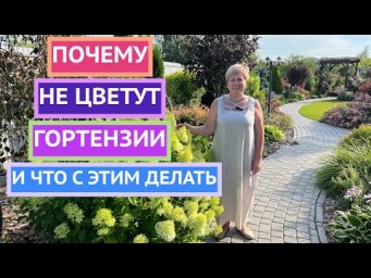 Что делать, если гортнезии плохо цветут?