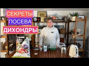ЛУЧШИЙ СПОСОБ ПОСЕВА ДИХОНДРЫ!
