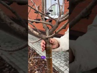 ЛУЧШИЙ СПОСОБ ЗИМОВКИ ДЕРЕВЬЕВ!