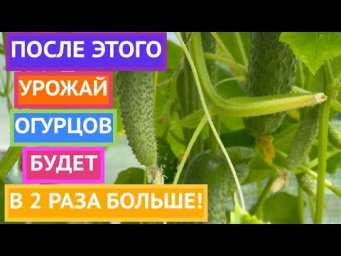 ВСЕ ОБ ОГУРЦАХ: КОРМИМ, ЗАЩИЩАЕМ И ФОРМИРУЕМ!