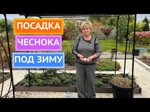 Мой любимый способ посадки чеснока осенью!