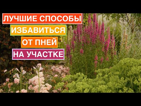 Как избавиться от старых деревьев и пней