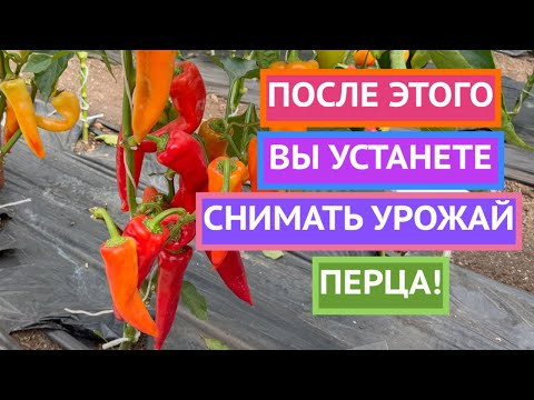 ВСЕ О ВЫРАЩИВАНИИ ПЕРЦА ОТ ВЕДУЩИХ АГРОНОМОВ СТРАНЫ!