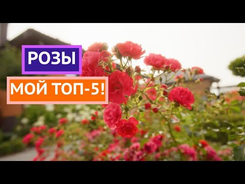 САМЫЕ РОСКОШНЫЕ РОЗЫ В МОЕМ САДУ!