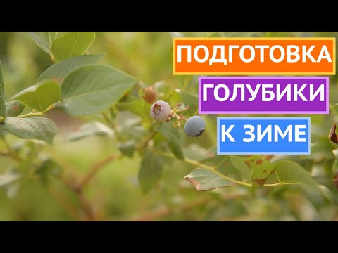 УХОД ЗА ГОЛУБИКОЙ В КОНЦЕ СЕЗОНА!