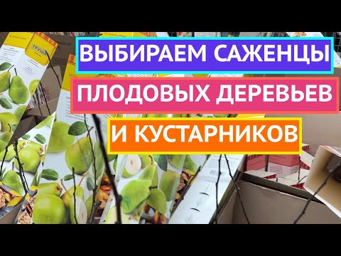 КАК ПРАВИЛЬНО ВЫБРАТЬ САЖЕНЦЫ!