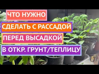 Уход за рассадой в конце апреля -начале мая!