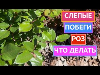 ЧТО ДЕЛАТЬ СО СЛЕПЫМИ ПОБЕГАМИ РОЗ!