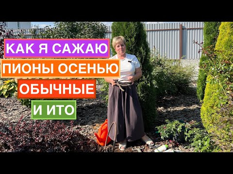 Мой способ посадки пионов осенью!