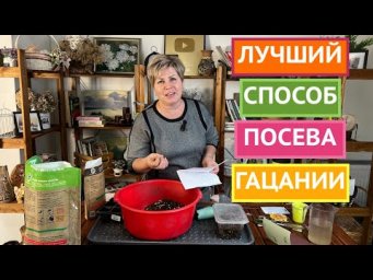 ТРИ ВАЖНЫХ СЕКРЕТА ПРИ ПОСЕВЕ ГАЦАНИИ!