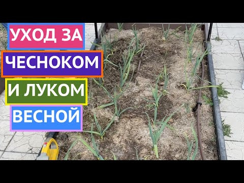 ЧЕСНОК ЖЕЛТЕЕТ, ЧТО ДЕЛАТЬ?