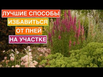 Как избавиться от старых деревьев и пней
