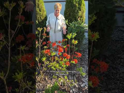 НЕ МОГУ НЕ ПОКАЗАТЬ ЭТО ЦВЕТЕНИЕ АЗАЛИЙ!
