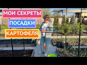 Как я выращиваю урожай крупного и вкусного картофеля на обычной грядке!