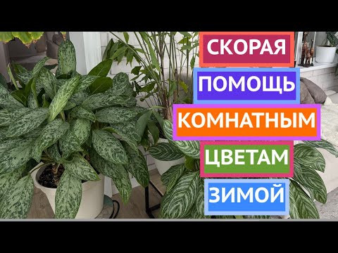 КОМНАТНЫЕ РАСТЕНИЯ ЗИМОЙ НУЖДАЮТСЯ В ЭТОМ!