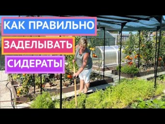 ПОЧЕМУ ВАМ ОБЯЗАТЕЛЬНО НУЖНО ЗАДЕЛАТЬ СИДЕРАТЫ В ПОЧВУ