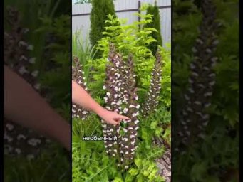 САМОЕ НЕОБЫЧНОЕ РАСТЕНИЕ В МОЕМ САДУ!