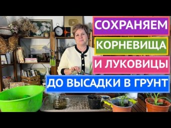 НЕ ПОГУБИТЕ РАСТЕНИЯ ДО ВЫСАДКИ В ОТКРЫТЫЙ ГРУНТ!