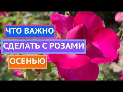 НЕ ПРОПУСТИТЕ ЭТОТ ЭТАП УХОДА ЗА РОЗАМИ ОСЕНЬЮ!