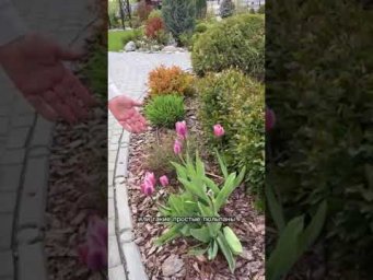 ВАЖНОЕ О ТЮЛЬПАНАХ!