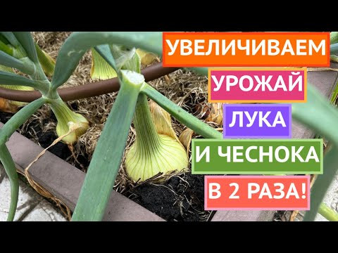 ВЫ УДИВИТЕСЬ КАКОЙ БОЛЬШОЙ УРОЖАЙ МОЖНО СОБРАТЬ!
