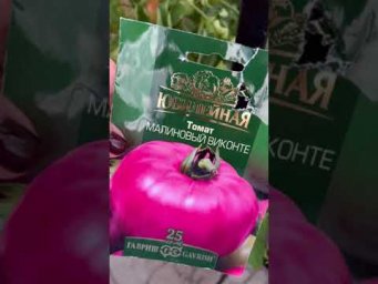 Этот сорт томатов завалит урожаем!