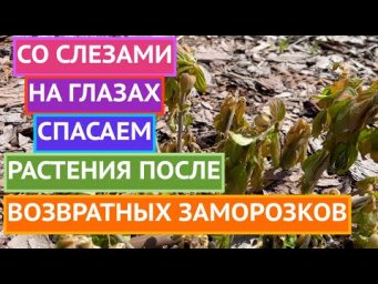 ПОЛОВИНА САДА УНИЧТОЖЕНА! СПАСАЮ ОСТАВШИЕСЯ РАСТЕНИЯ!