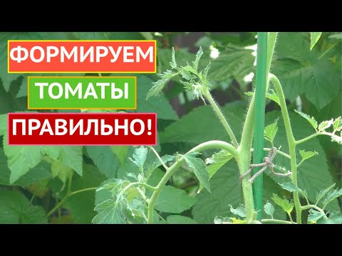 ПОЧЕМУ ВАЖНО ФОРМИРОВАТЬ ТОМАТЫ И КАК ПРАВИЛЬНО ЭТО ДЕЛАТЬ! ПОЧЕМУ ВАЖНО ФОРМИРОВАТЬ ТОМАТЫ И КАК ПРАВИЛЬНО ЭТО ДЕЛАТЬ!