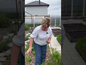 МОЙ КРЫЖОВНИК ЧУТЬ НЕ ПОГИБ ИЗ-ЗА НИХ!