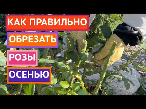 НЕ СДЕЛАЙТЕ ОШИБКУ ПРИ ОБРЕЗКЕ РОЗ!