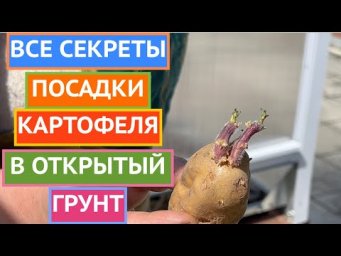 КАК СОБРАТЬ В ДВА РАЗА БОЛЬШЕ УРОЖАЯ КАРТОШКИ? ПОСАДИТЬ ЕЕ ТАК!