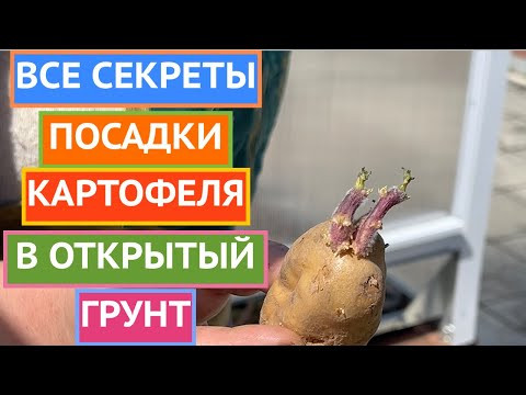 КАК СОБРАТЬ В ДВА РАЗА БОЛЬШЕ УРОЖАЯ КАРТОШКИ? ПОСАДИТЬ ЕЕ ТАК! КАК СОБРАТЬ В ДВА РАЗА БОЛЬШЕ УРОЖАЯ КАРТОШКИ? ПОСАДИТЬ ЕЕ ТАК!