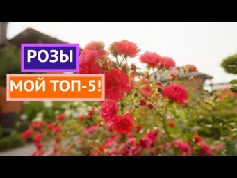 САМЫЕ РОСКОШНЫЕ РОЗЫ В МОЕМ САДУ!